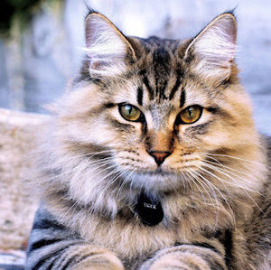 Meet your Posher, Abril